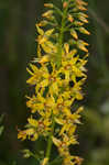 Earth loosestrife